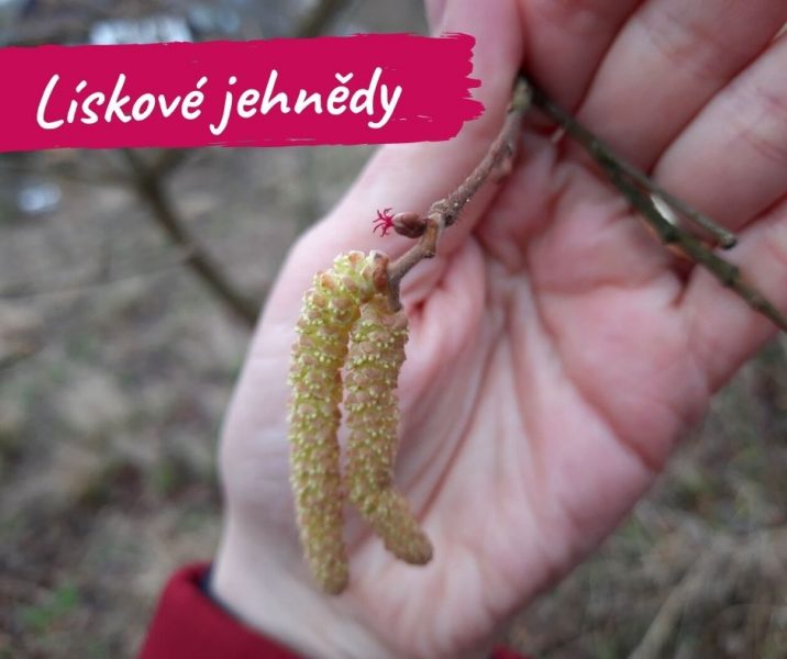 JEHNĚDY